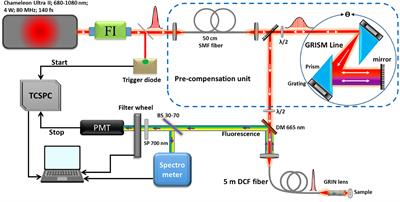 Comparative Study Between a Customized Bimodal Endoscope and a Benchtop Microscope for Quantitative Tissue Diagnosis